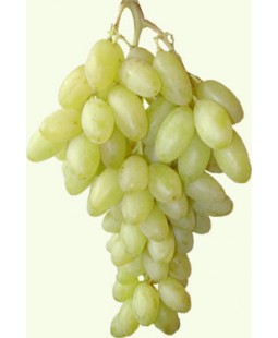 Raisins blancs Centenial...